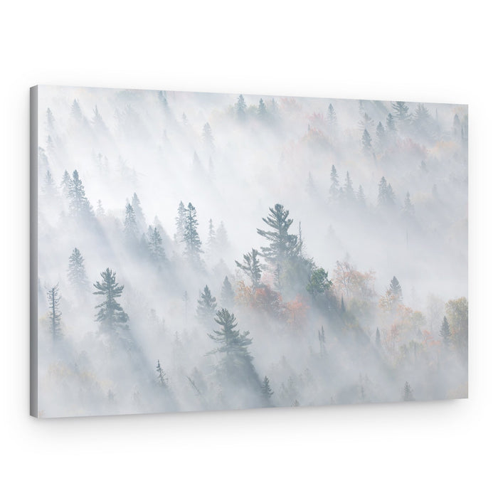 Sunlit Misty Forest – Canvas Print