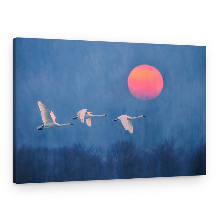 Swans Soaring Red Sun – Canvas Print