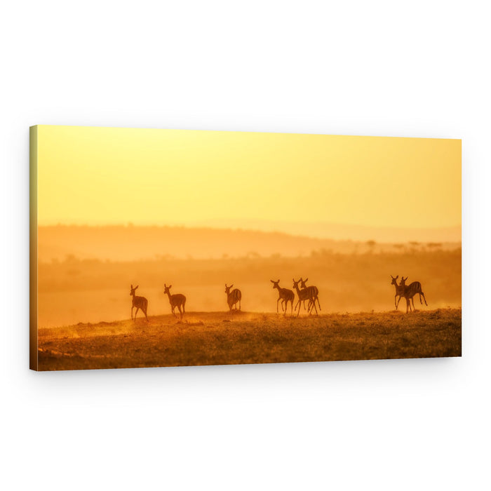 Golden Hour Impalas – Canvas Print