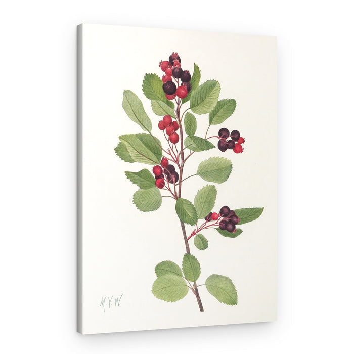 Saskatoon From North American Wildflowers (1925) By Mary Vaux Walcott – Canvas Print