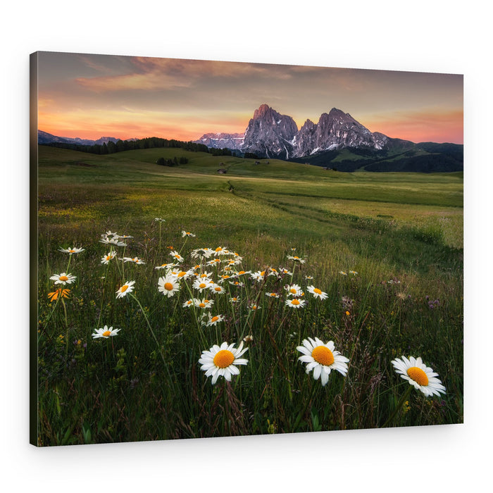 Alpine Daisies Sunset – Canvas Print