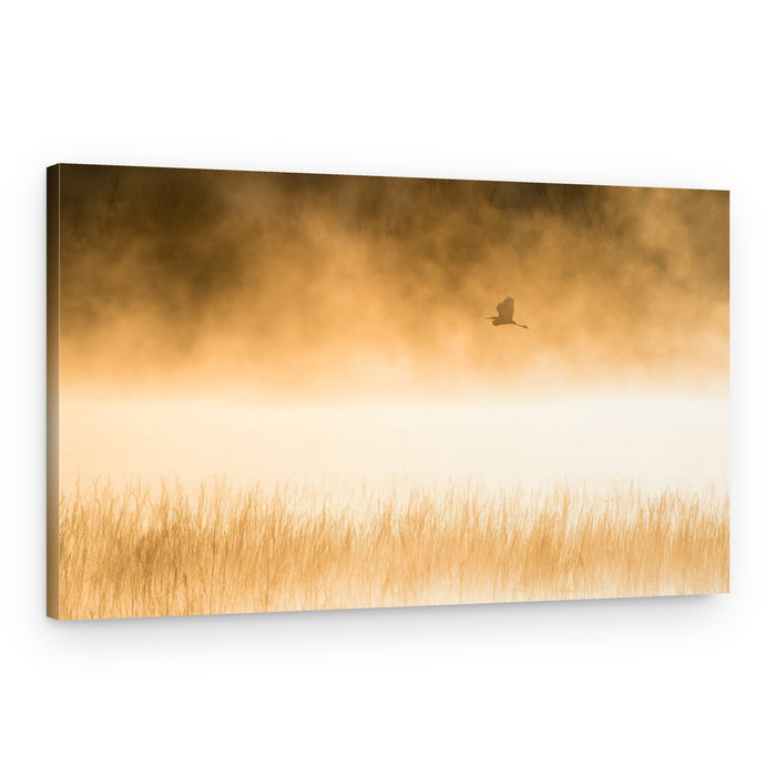 Golden Morning Flight – Canvas Print