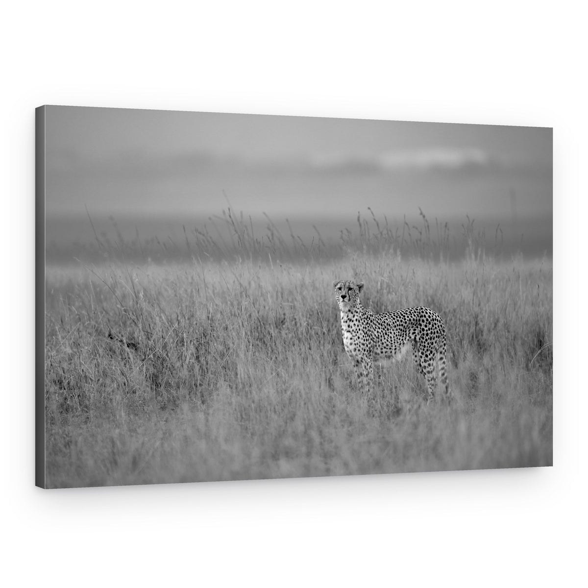 Wild Cheetah in Grass – Canvas Print