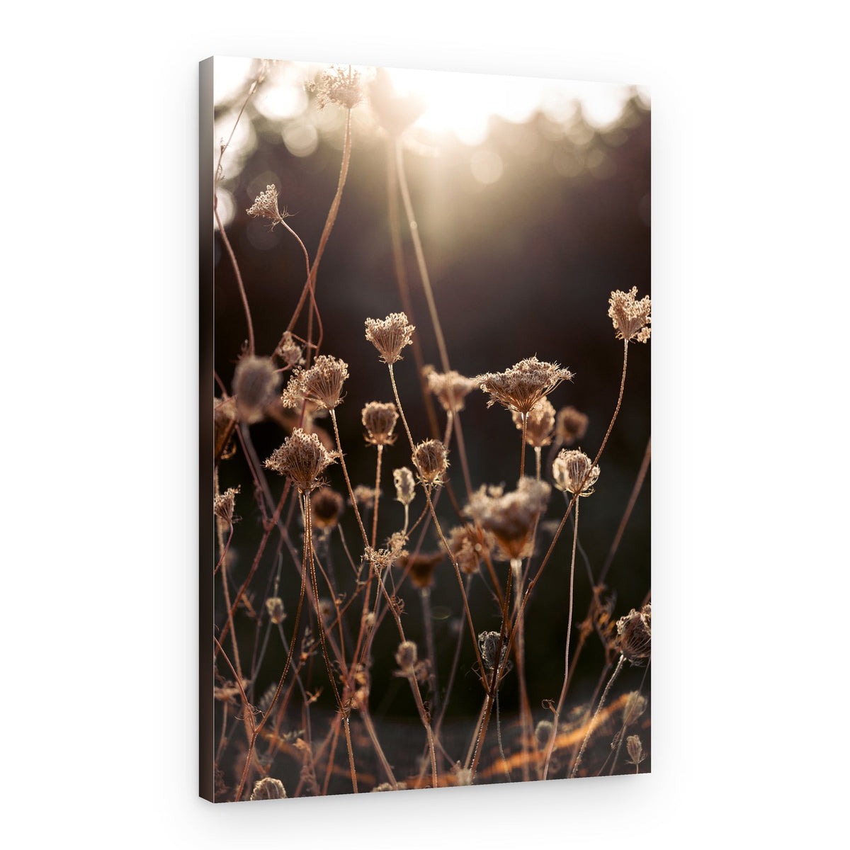 Warm Winter Light 2 – Canvas Print