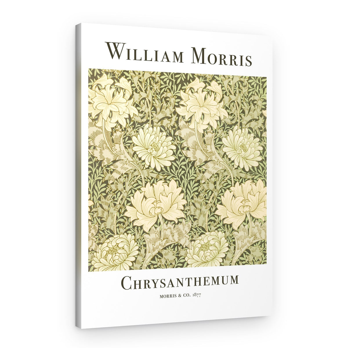 Chrysanthemum – Canvas Print