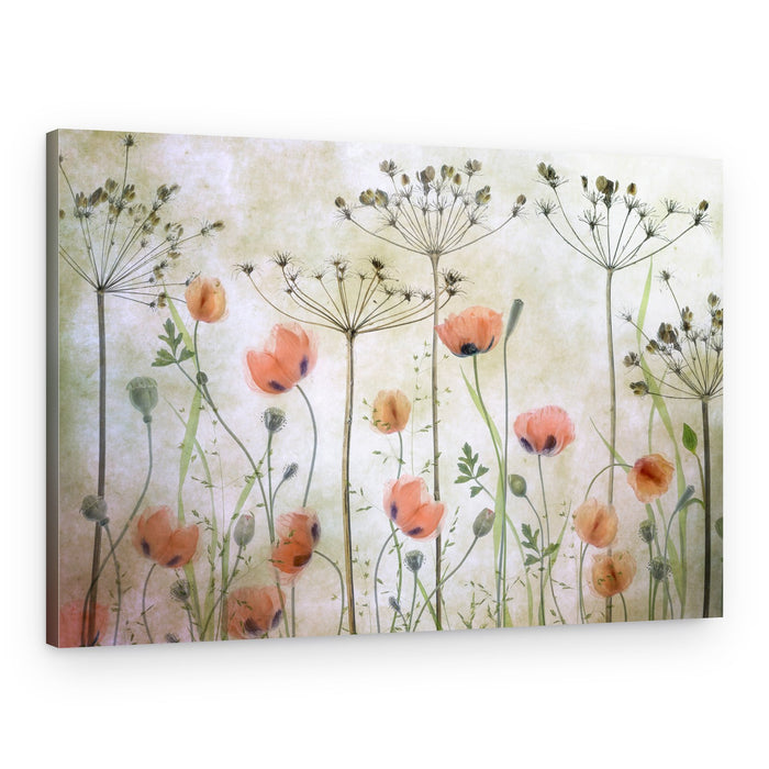 Poppy Meadow – Canvas Print
