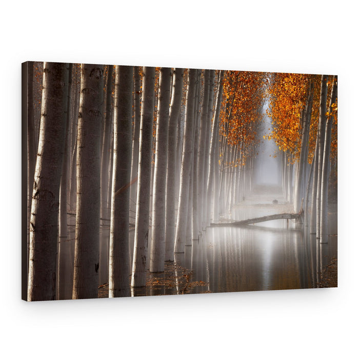Misty Autumn Tree Tunnel – Canvas Print