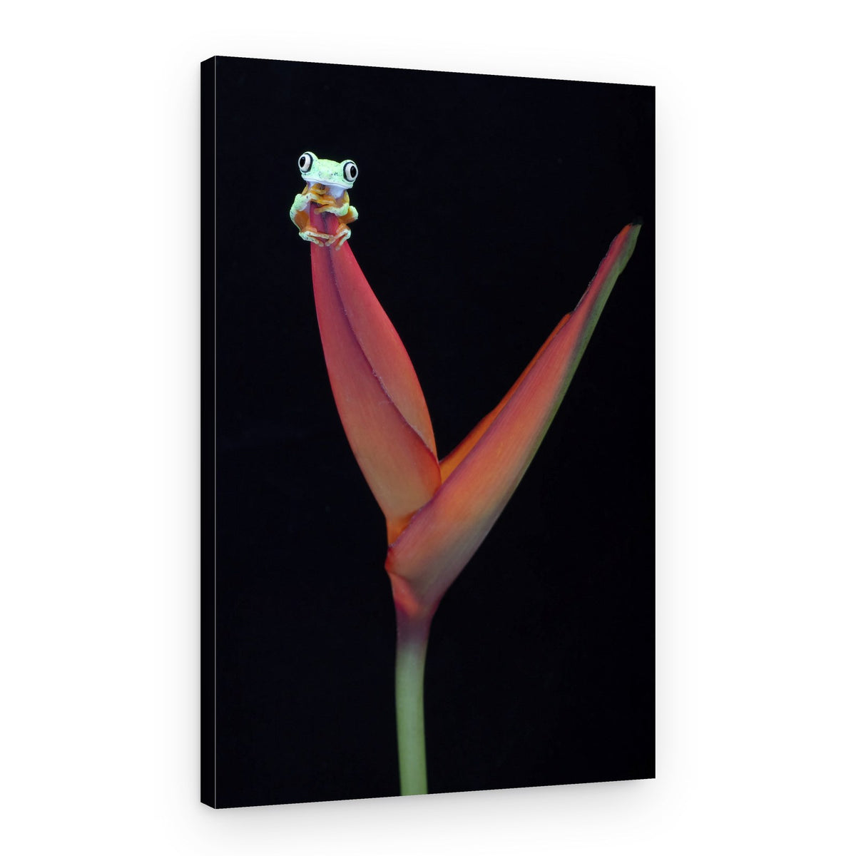 Bright Frog Bloom – Canvas Print