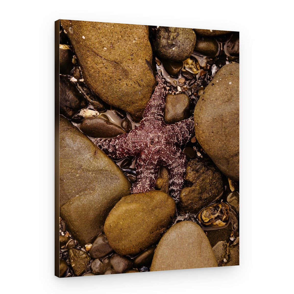 Starfish in Tide Pool – Canvas Print