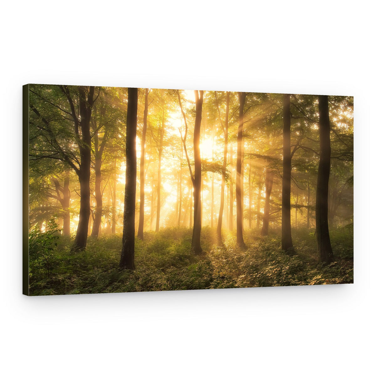 Golden Forest Light – Canvas Print