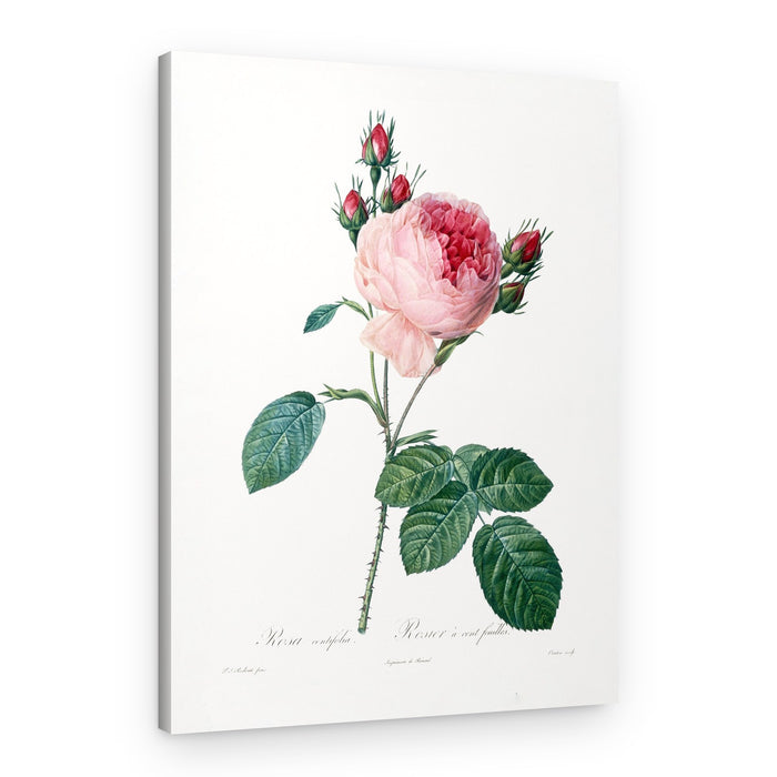 Rosier a Cent Feuilles, From Les Roses – Canvas Print