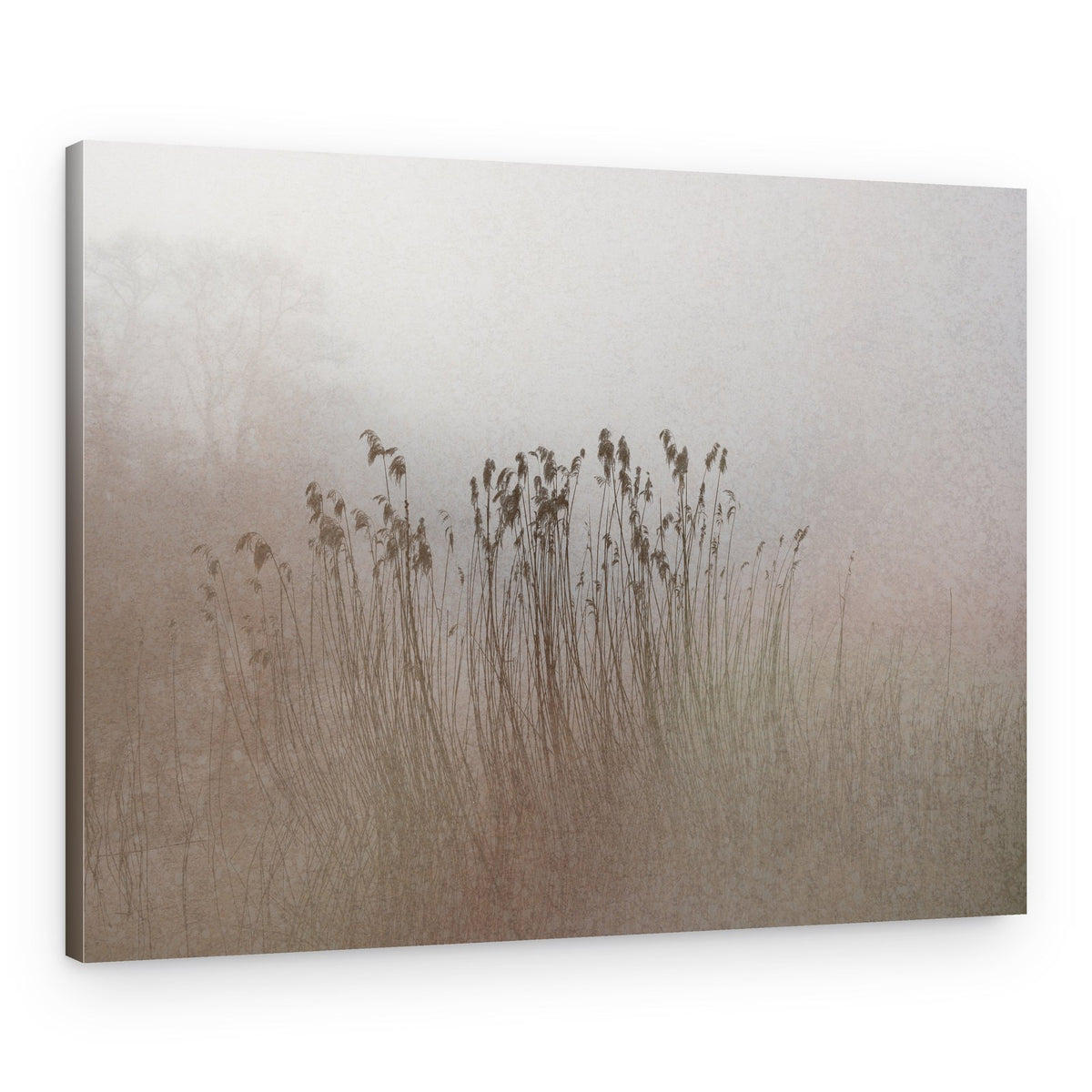 Reeds In Soft Mist – Canvas Print