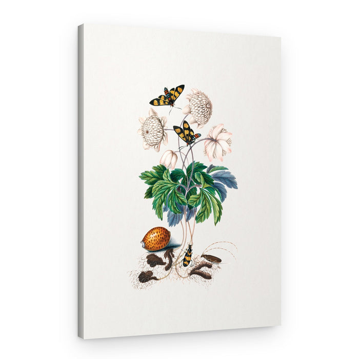 Double flower cultivar – Canvas Print