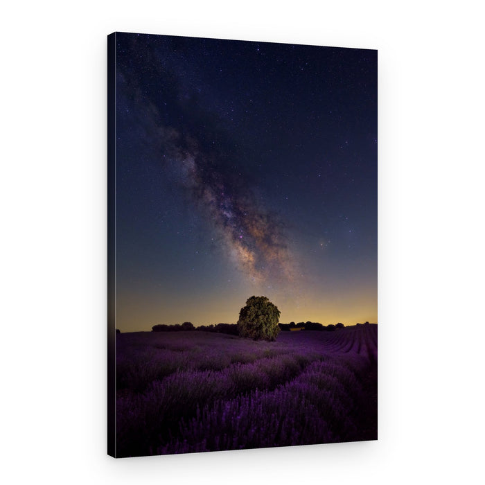 Milky Way Lavender Field – Canvas Print