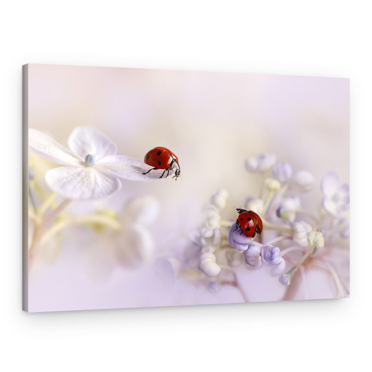 Delicate Ladybugs On Flowers – Canvas Print