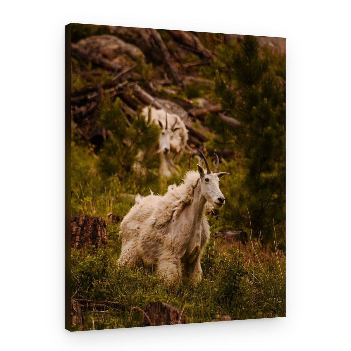 Shaggy Mountain Goats – Canvas Print