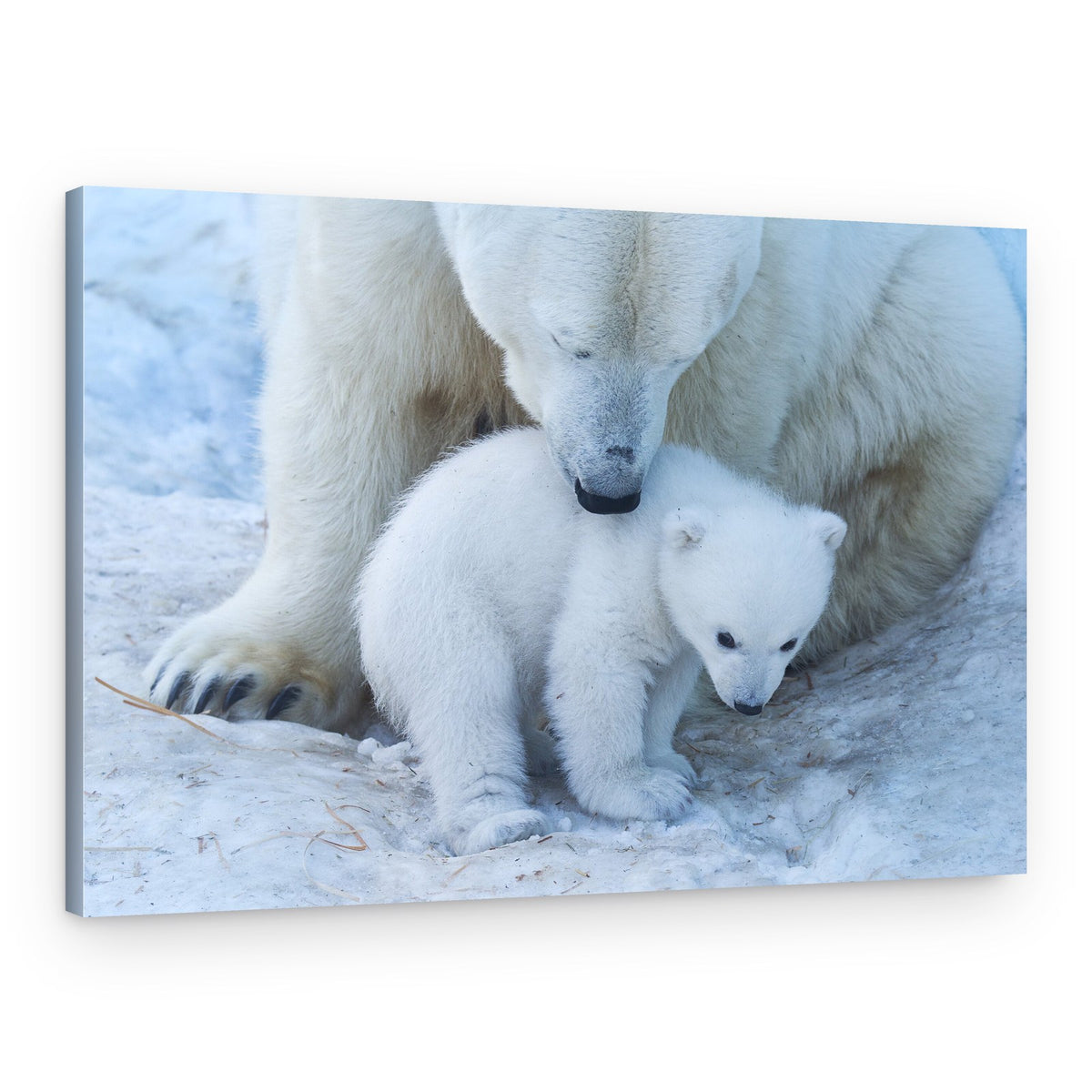 Gentle Polar Bear Family – Canvas Print