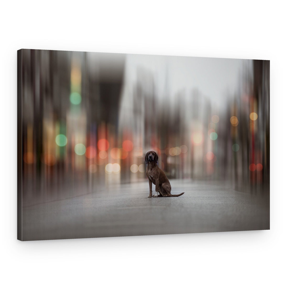 Solitary City Hound – Canvas Print