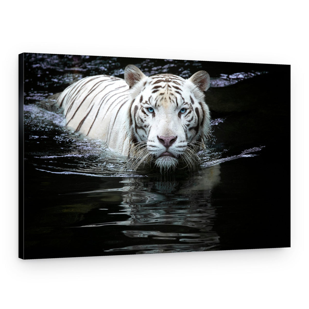 White Tiger Gaze – Canvas Print