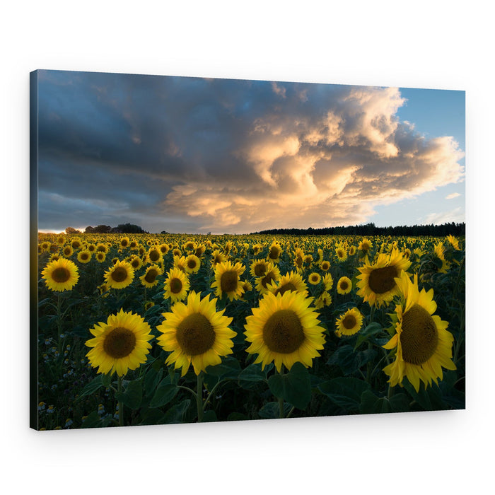 Golden Hour Sunflowers – Canvas Print