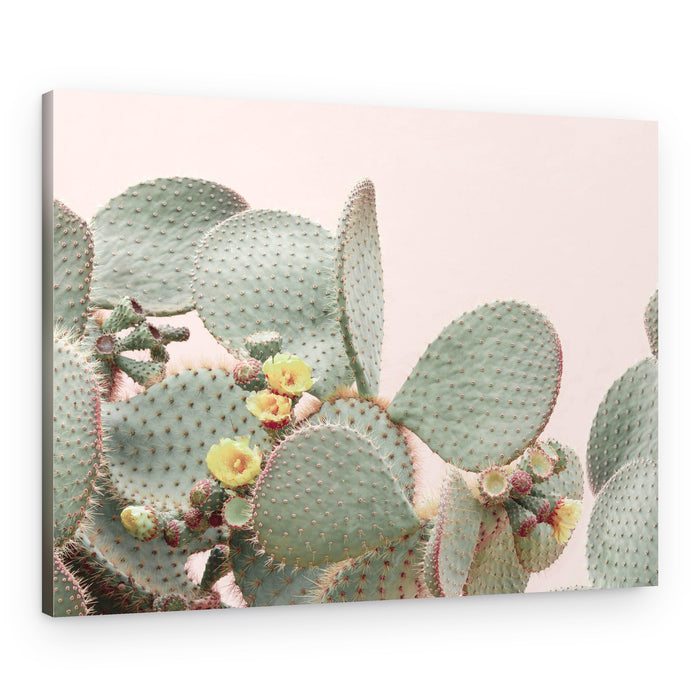 Blooming Cactus – Canvas Print