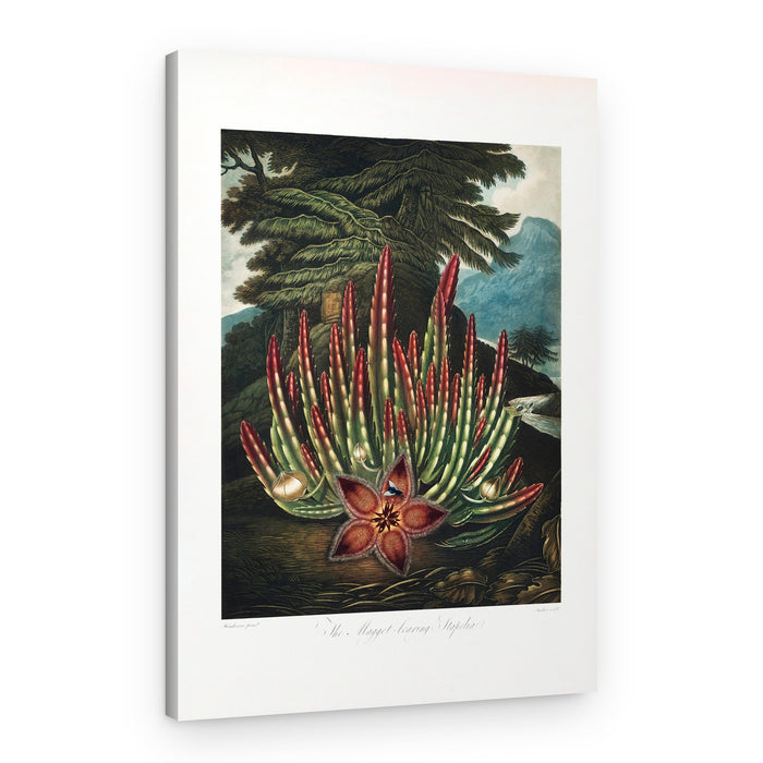 The Maggot–Bearing Stapelia from The Temple of Flora (1807) – Canvas Print