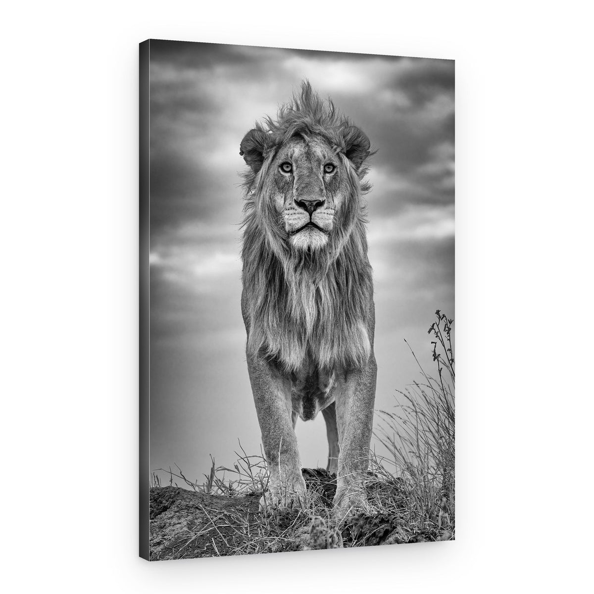 King of the Savanna – Canvas Print