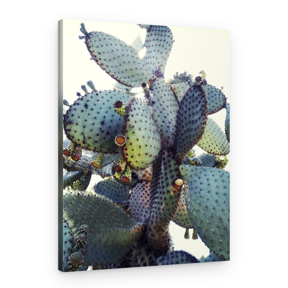 Prickly Pear Cactus – Canvas Print