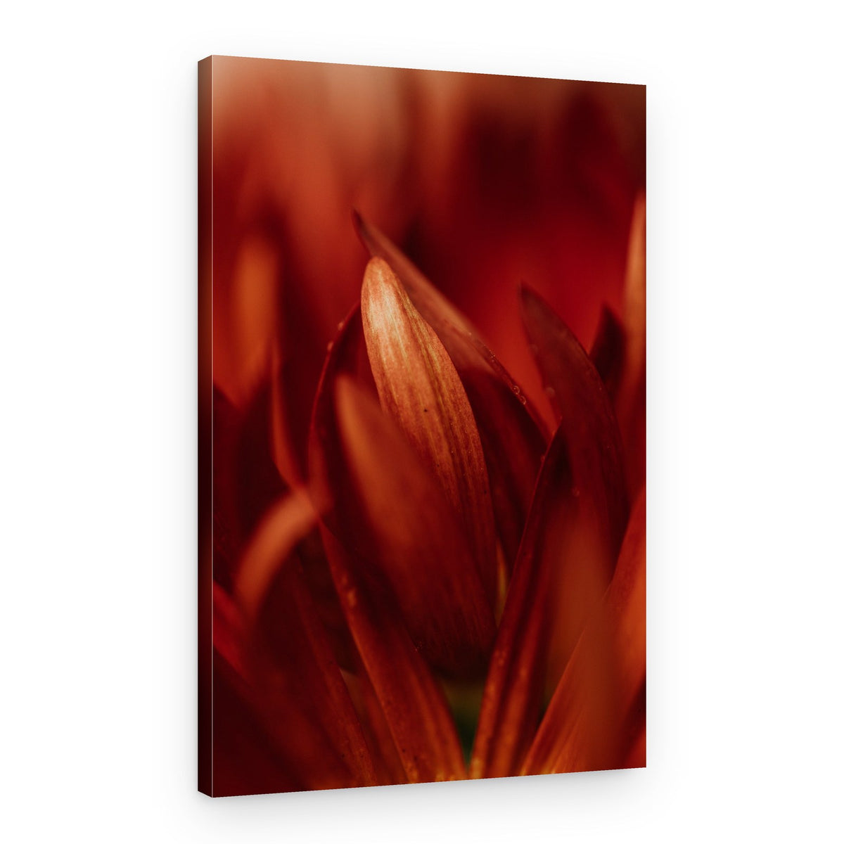 Soft Crimson Petals – Canvas Print