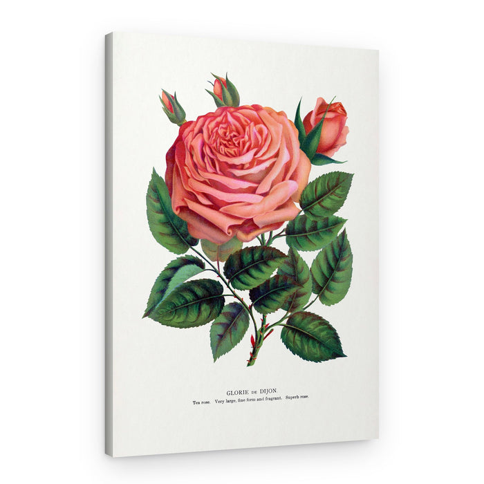 Pink Rose, Glorie De Dijon Lithograph – Canvas Print
