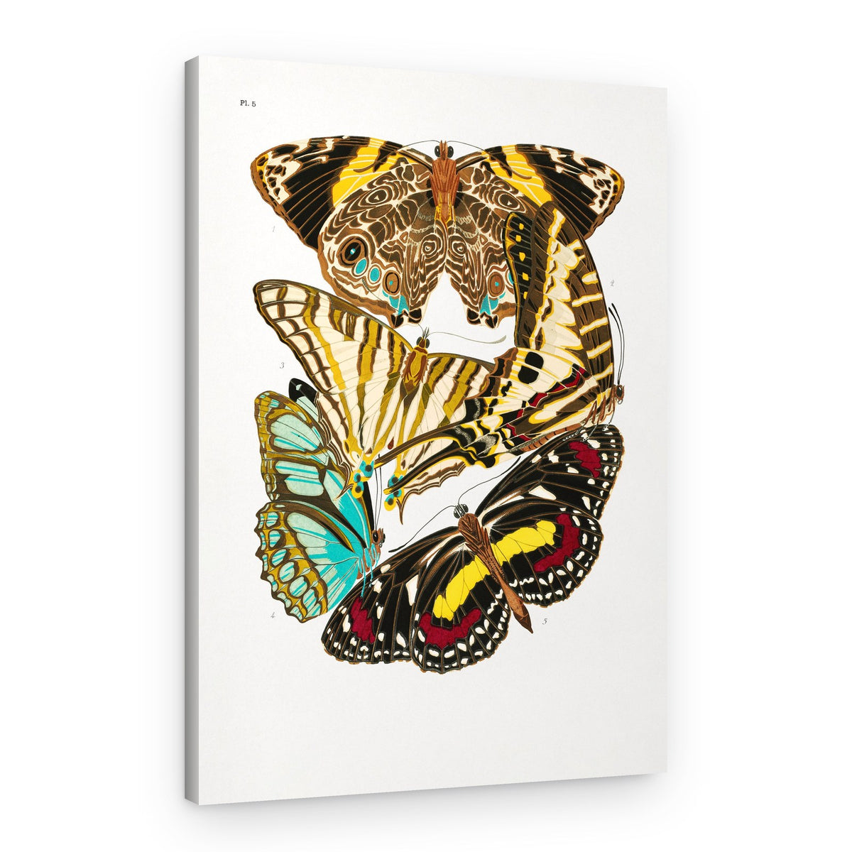 Butterflies 10 – Canvas Print