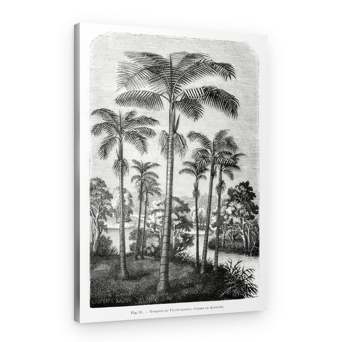Vintage Palm Tree Drawing Ii – Canvas Print