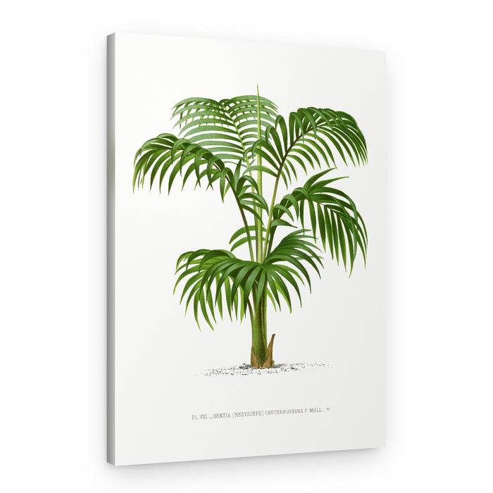 Kentia Vii – Canvas Print