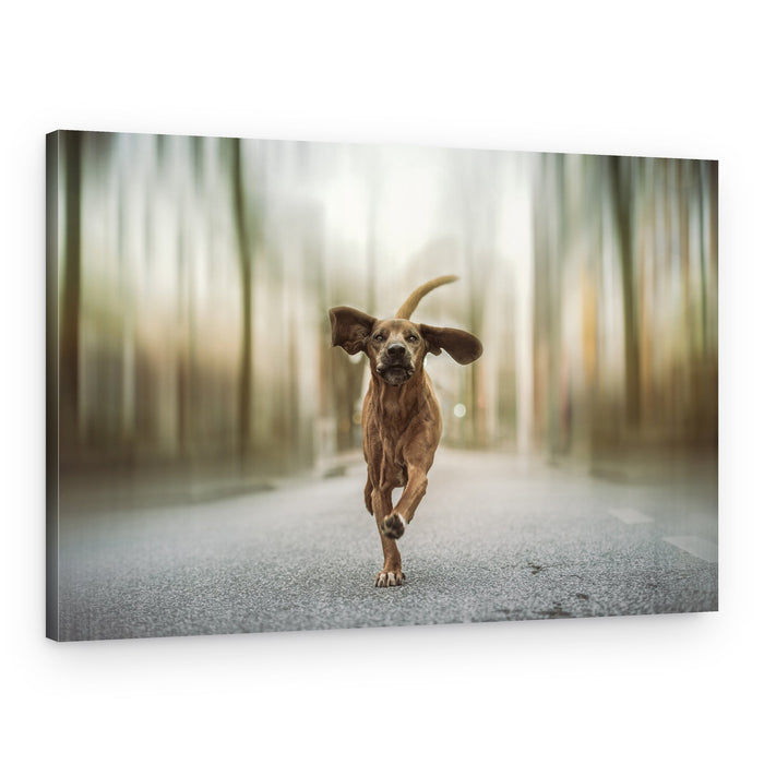 Running Dog Sprint – Canvas Print