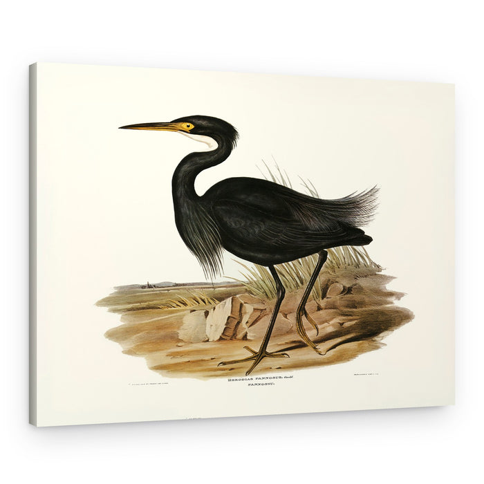 Sombre Egret – Canvas Print