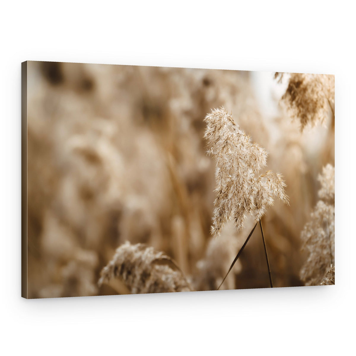 Warm Pampas Grass – Canvas Print