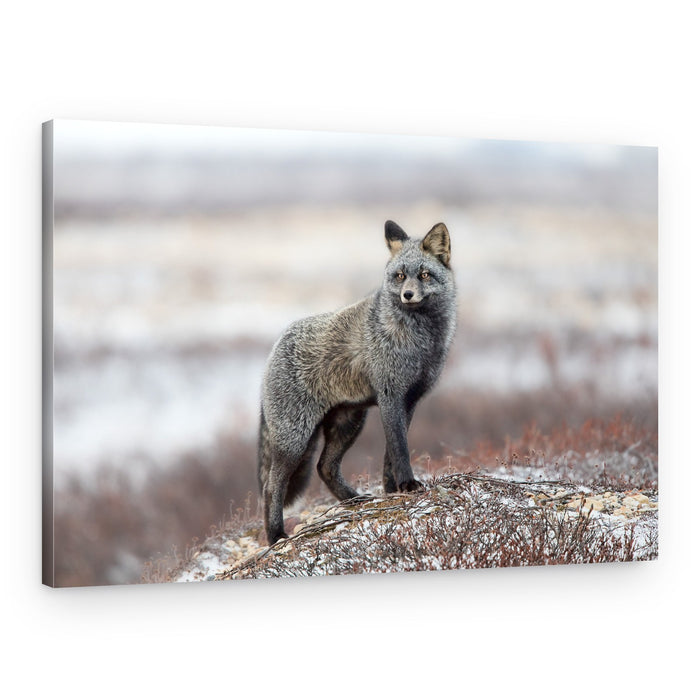Majestic Tundra Fox – Canvas Print