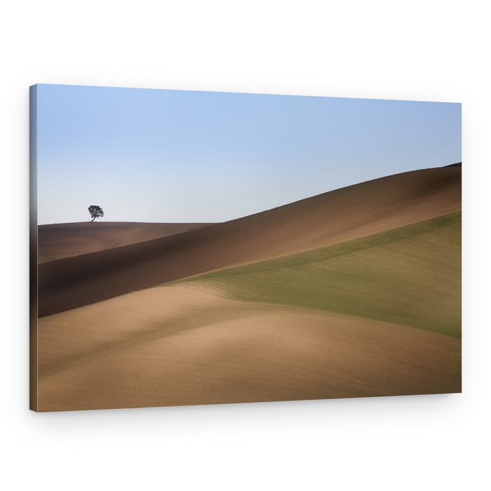 Lone Tree Rolling Hills – Canvas Print