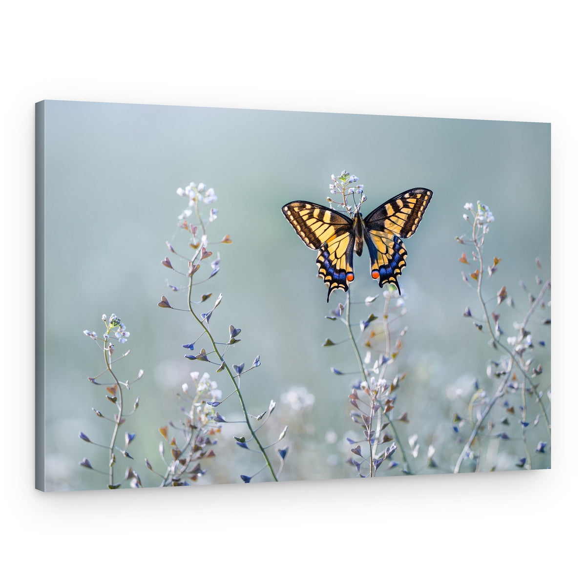 Yellow Butterfly Meadow – Canvas Print