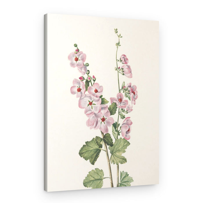 Orange Eye Globemallow From North American Wildflowers (1925) By Mary Vaux Walcott – Canvas Print
