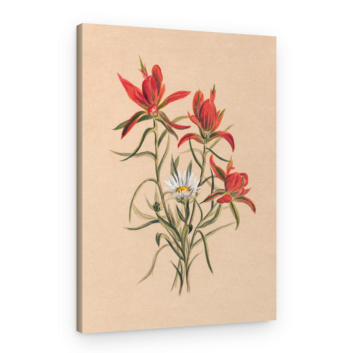 Indian Paintbrush (1883) – Canvas Print
