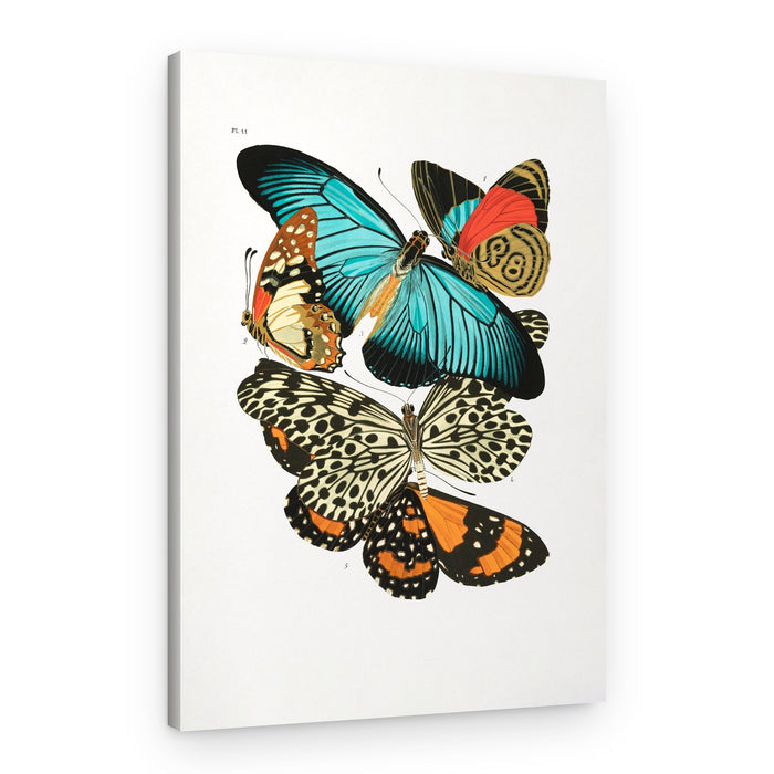 Butterflies 1 – Canvas Print