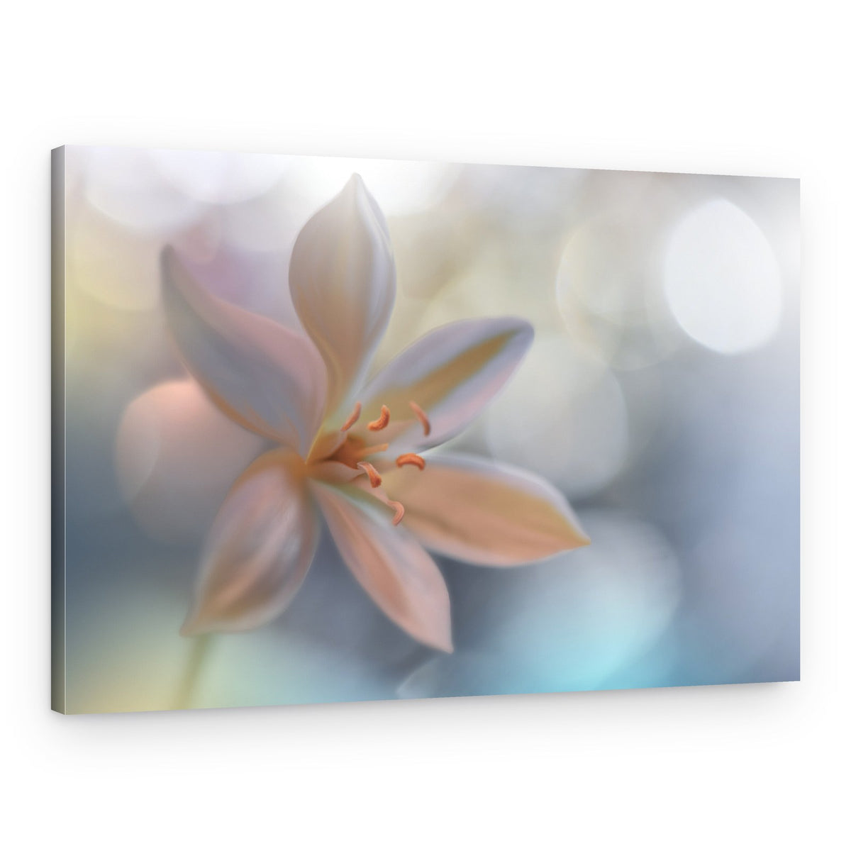 Metamorphosis – Canvas Print
