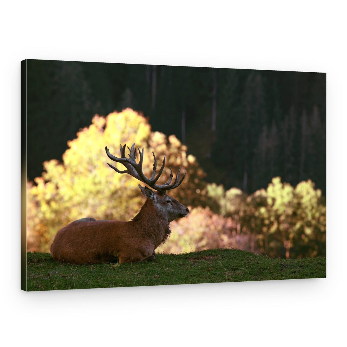 Majestic Red Deer Stag – Canvas Print