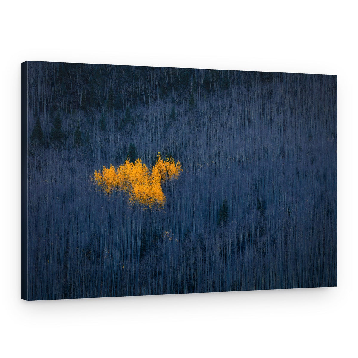 Golden Aspens Forest – Canvas Print
