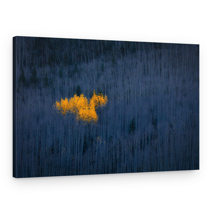 Golden Aspens Forest – Canvas Print