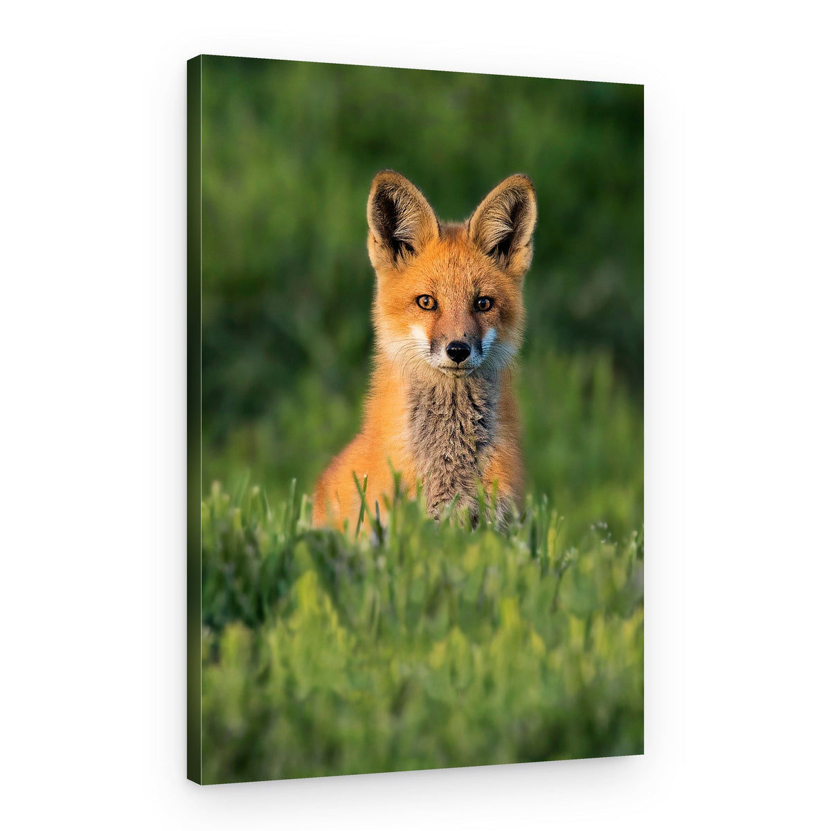 Curious Fox Kit – Canvas Print