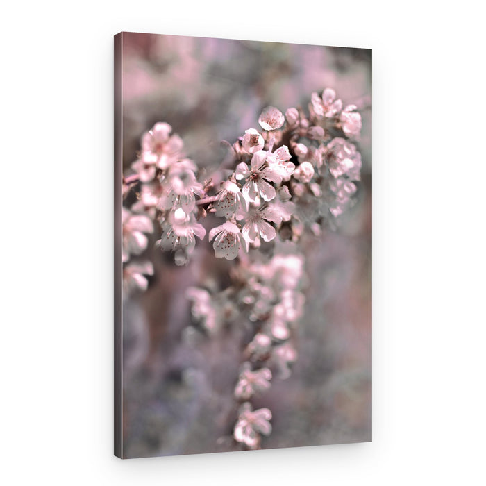 Soft Pink Blossoms – Canvas Print