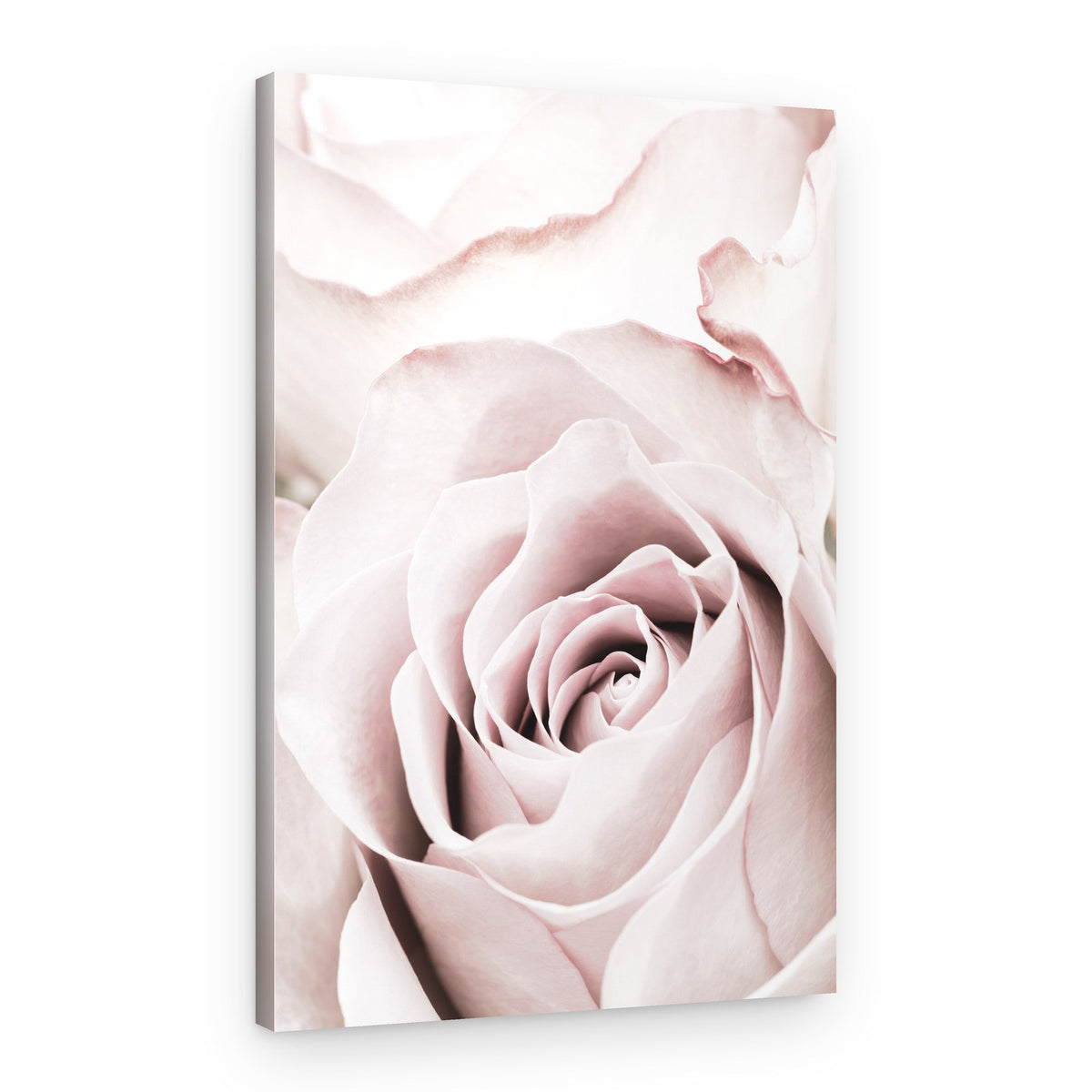 Soft Pink Rose – Canvas Print