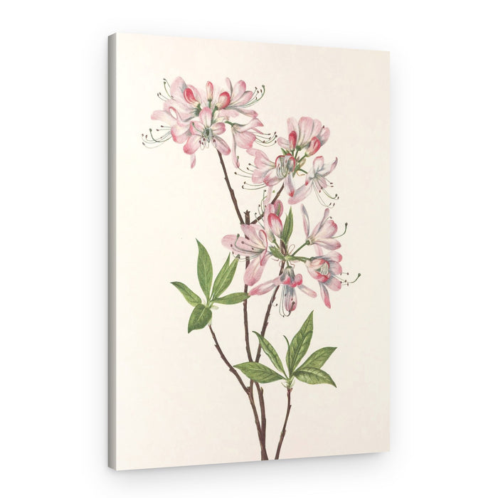 Pinkshell Azalea From North American Wildflowers (1925) By Mary Vaux Walcott – Canvas Print